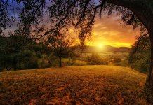 egzotic tree-90.jpg